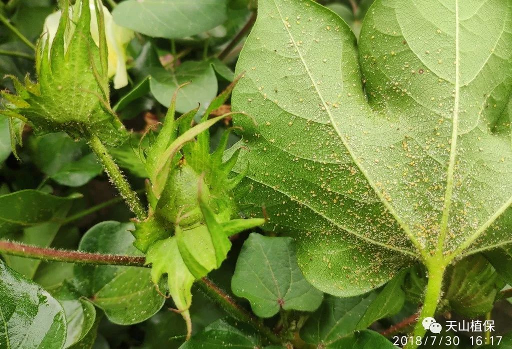 棉花蚜虫最新防治策略